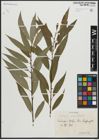 Foto von Salix alba L. x Salix fragilis L.